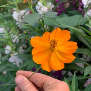 Cosmos Sulphureux Orange