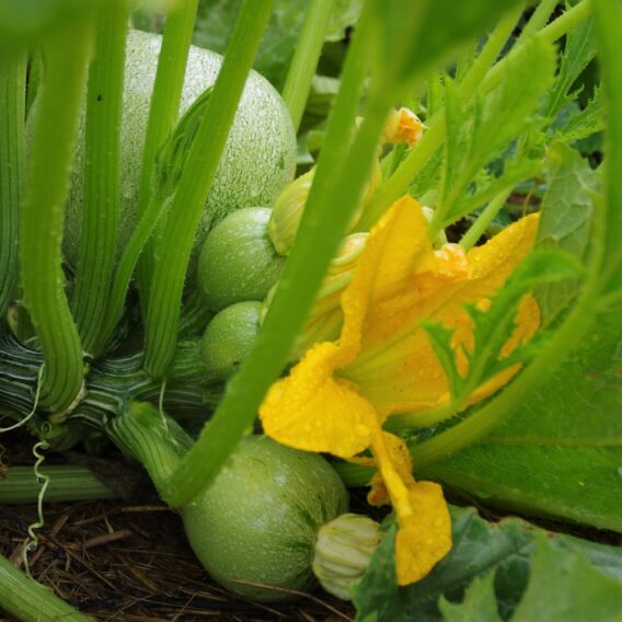 Courgette de Nice à fruit rond