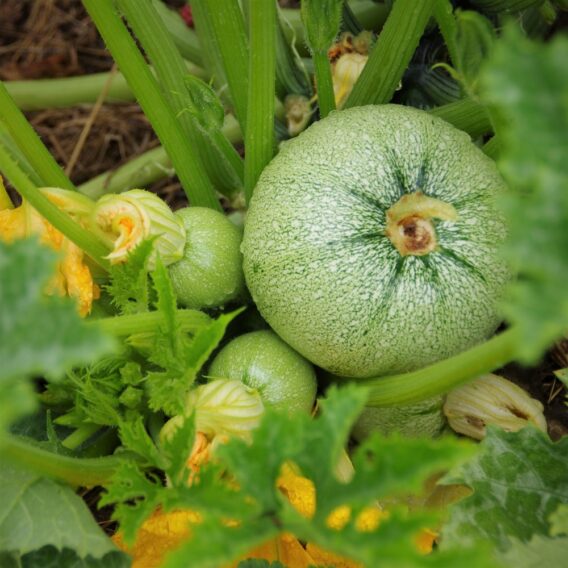 Courgette_de_Nice_à_fruits_ronds