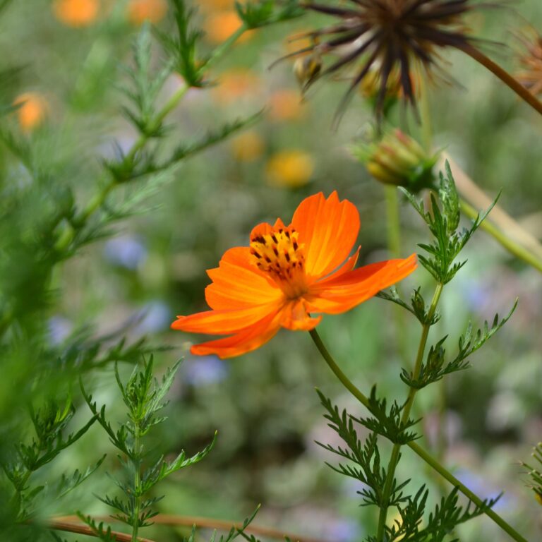 Cosmos orange sulfureux