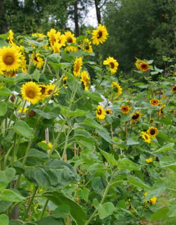 Tournesol en mélange