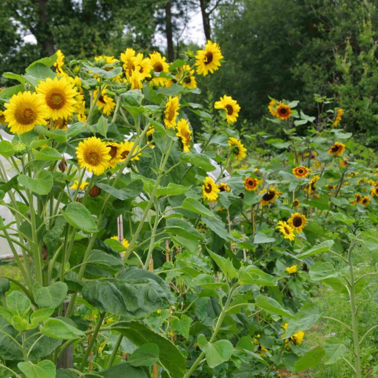 Tournesol en mélange