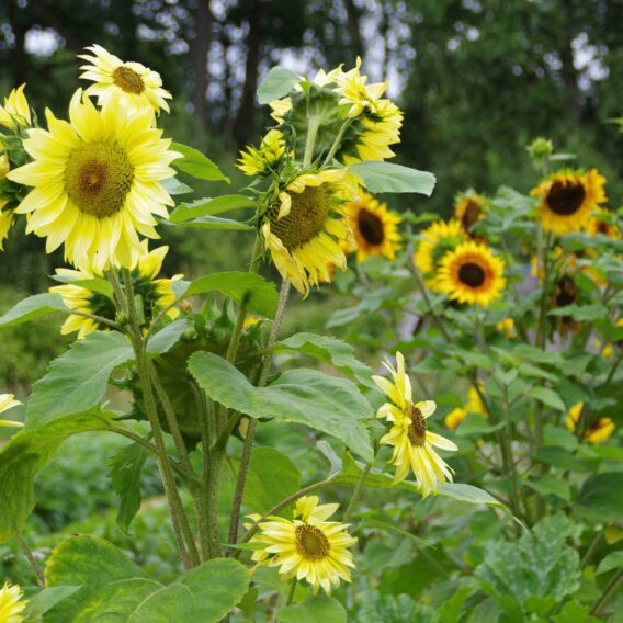 Tournesol en mélange