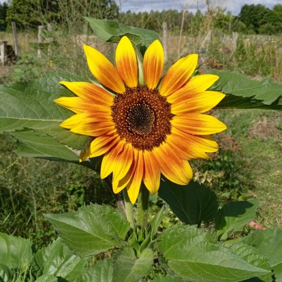 Tournesol en mélange