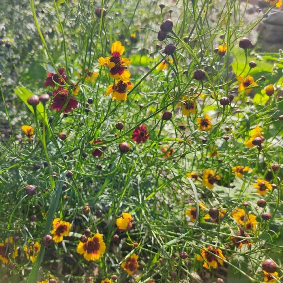 semence coreopsis des teinturiers