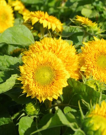 semence tournesol ours peluche