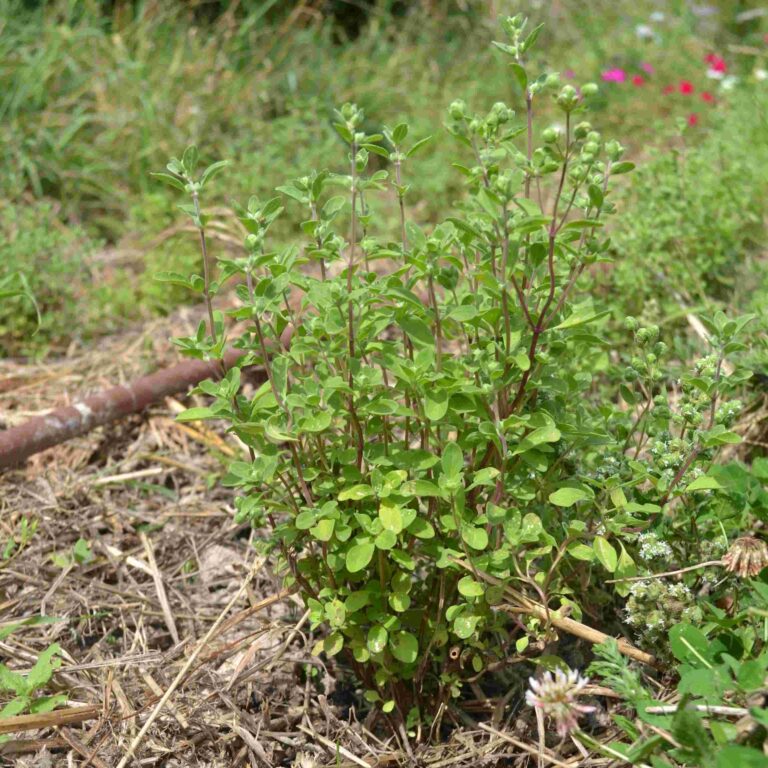 Marjolaine officinale