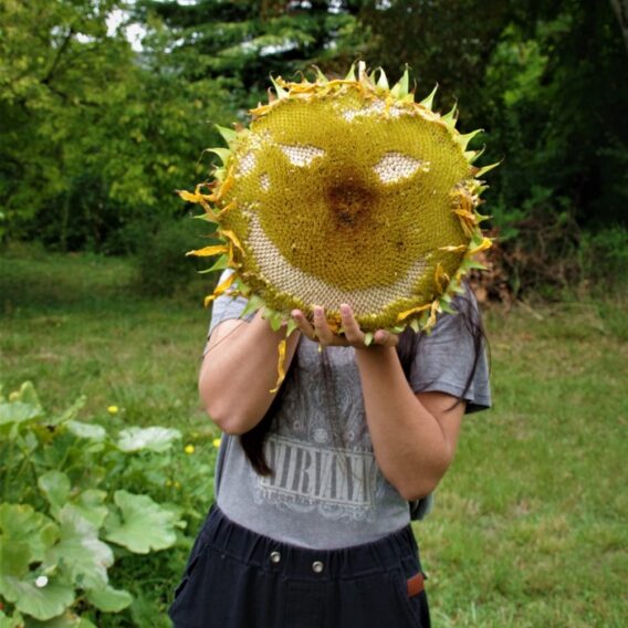 Tournesol géant mamouth