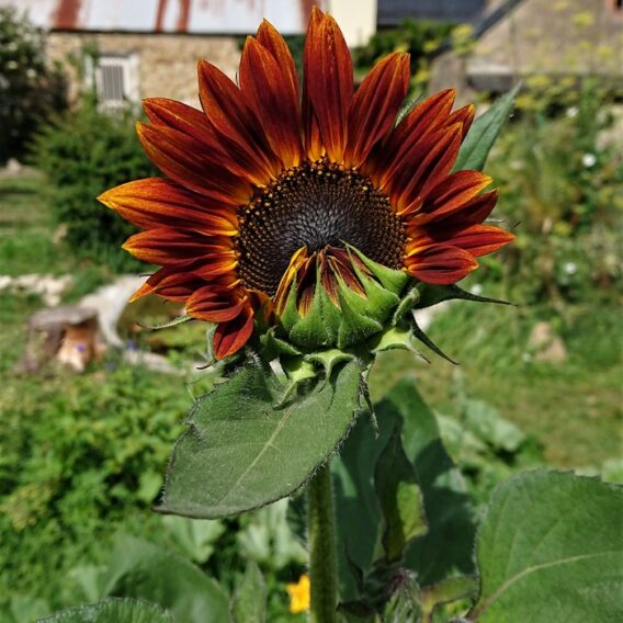 Tournesol en mélange