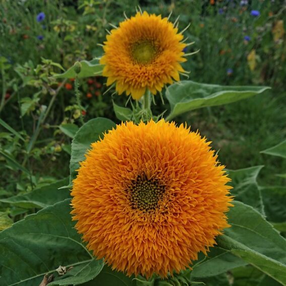 Tournesol ours en peluche