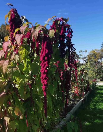 Amarante Queue de Renard Rouge