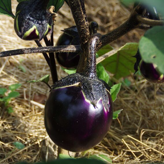 aubergine ronde de valence