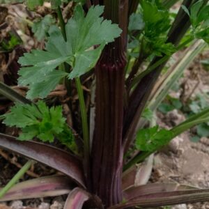 semence céleri à côte violet de Touraine