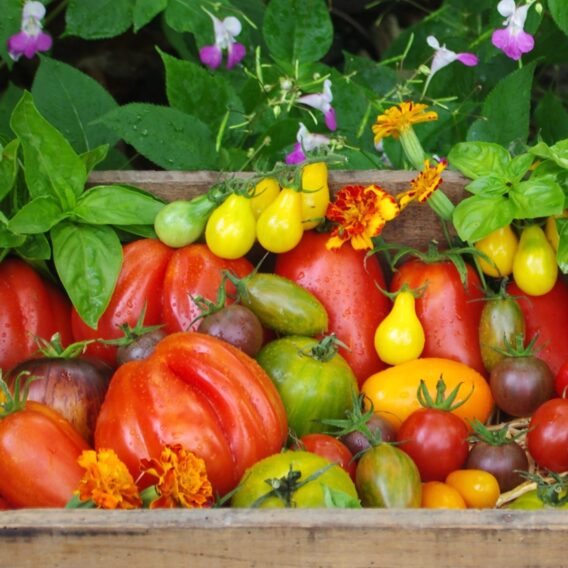 tomates en mélange