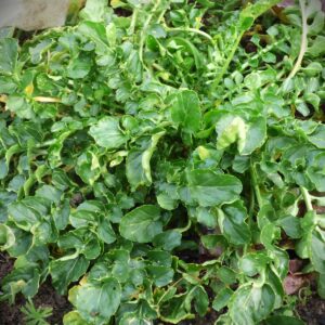 Cresson_des_jardins_BOT