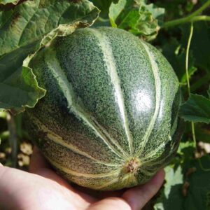 Melon_Ogen