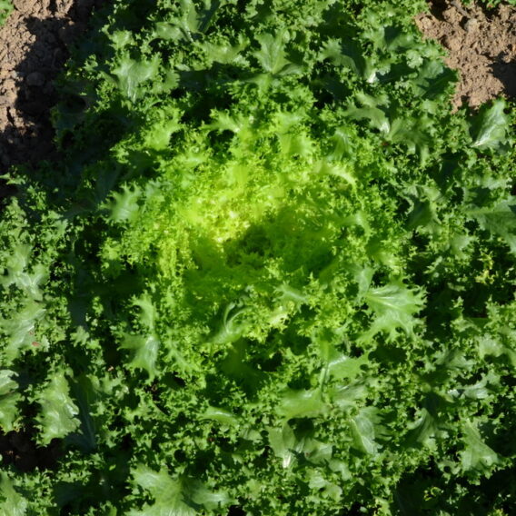 Semence chicorée frisée de Meaux