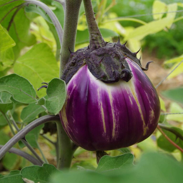 aubergine ronde de Florence