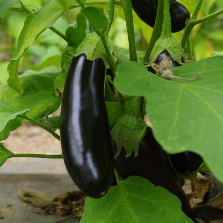 Aubergine de Barbentane