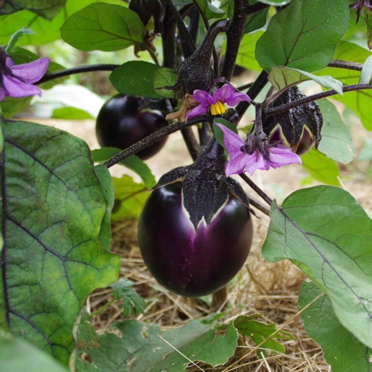 Aubergine ronde de Valence