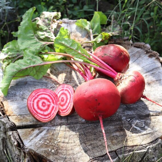 semence betterave tonda di chioggia