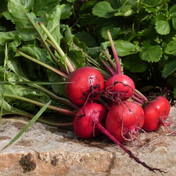 betterave tonda di Chioggia