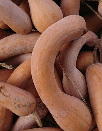 semence courge musquée Longue de Nice