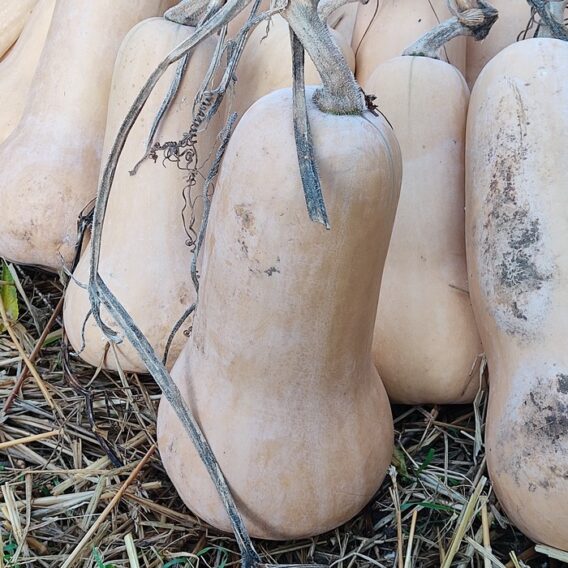 semence courge musquée butternut