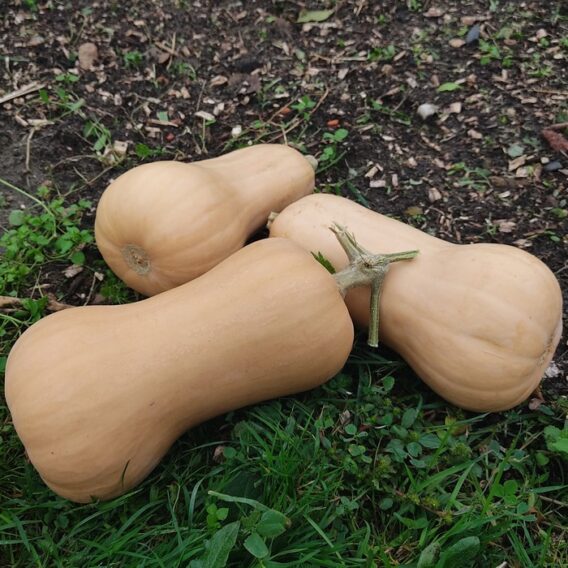 semence courge musquée butternut