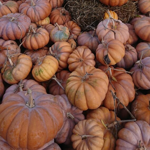 semence courge musquée de Provence