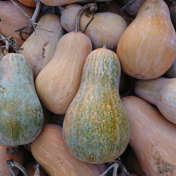 semence courge musquée sucrine du Berry