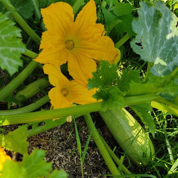 semence courgette alberello