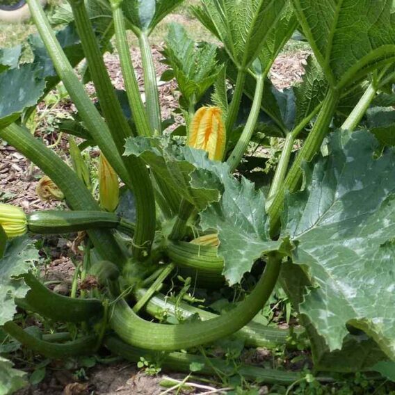 Courgette zuboda