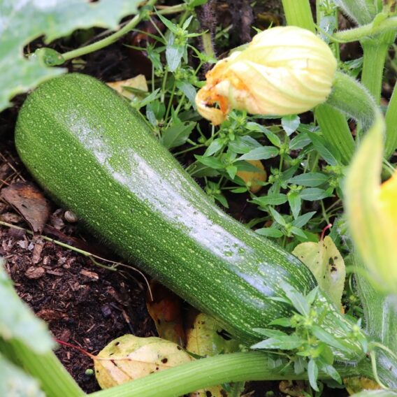 semence courgette zuboda