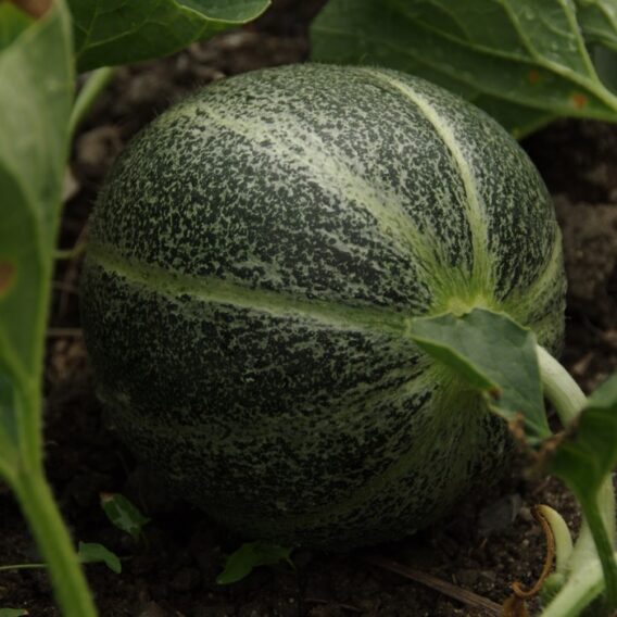 semence melon sucrin petit gris de Rennes