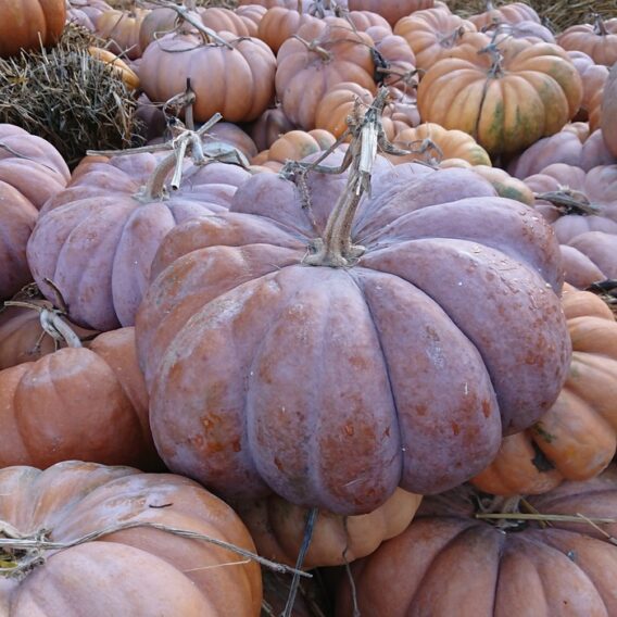 semence courge musquée de Provence