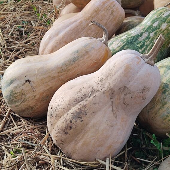 semence courge musquée sucrine du Berry