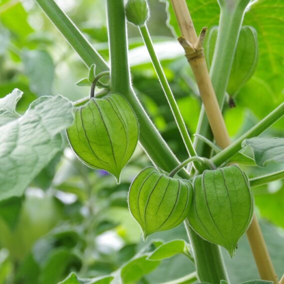 semence physalis coqueret du Pérou