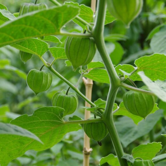 semence physalis coqueret du Pérou