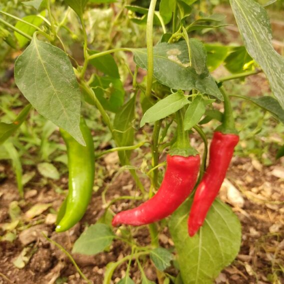 semence piment de cayenne