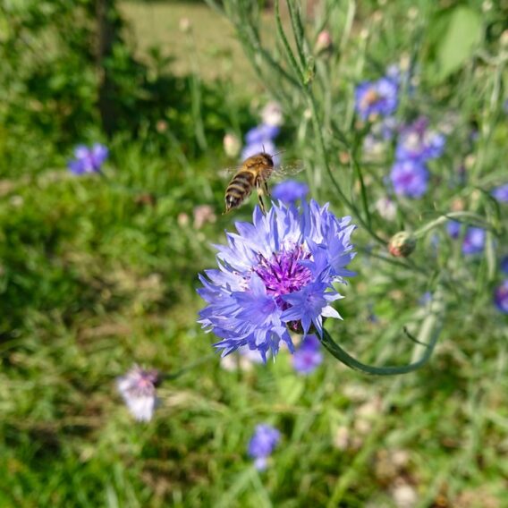 fleurs de bleuet