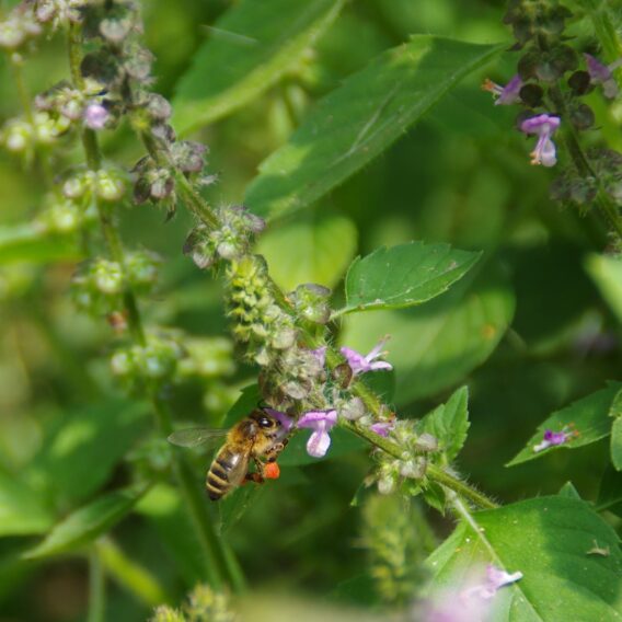 Basilic Tulsi et abeille