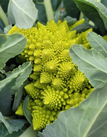 Chou Romanesco Vert Bio