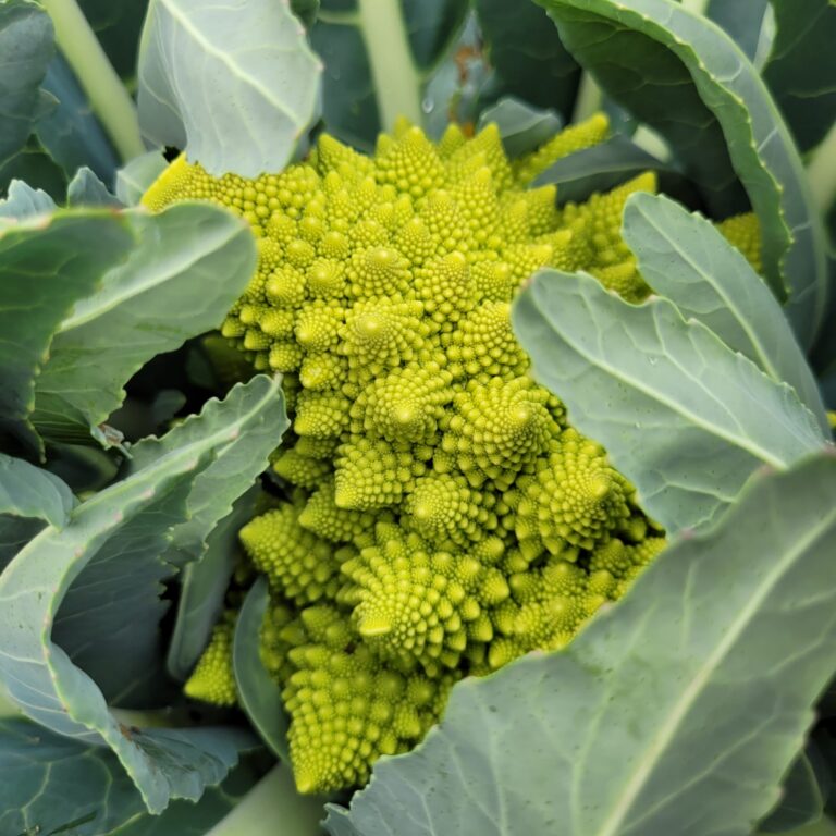 Chou Romanesco Vert Bio