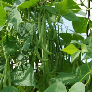 Haricot à rame Mangetout Emerite