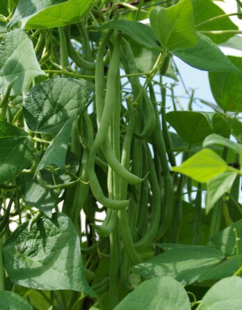 Haricot à rame Mangetout Emerite