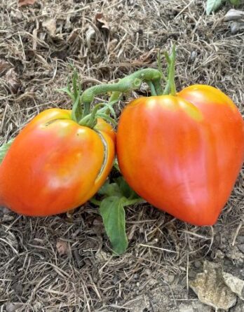 Tomate Cœur de Bœuf Rouge Bio
