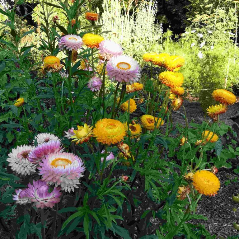 Immortelle à bractées