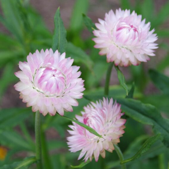 Immortelle à bractées