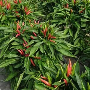 Piment Griffe de faucon Takanotsume